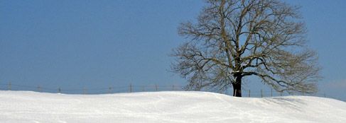 Hügel mit Schnee und kahlem Baum