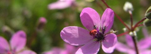 Reiherschnäbelblüte