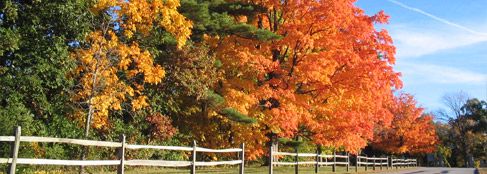 Farbenfroher Herbstwald