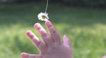 Babyhand greift nach Gänseblume