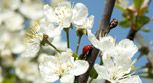 Kirschblüten mit Marienkäfer